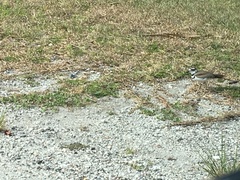 Charadrius vociferus