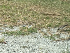 Charadrius vociferus