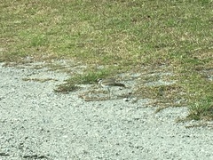 Charadrius vociferus