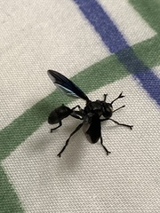 Physocephala floridana