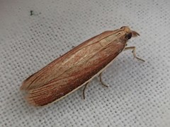 Oncocera semirubella