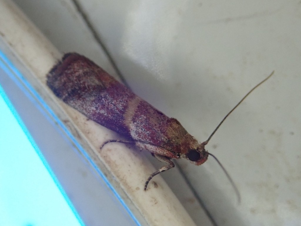 Acrobasis frankella