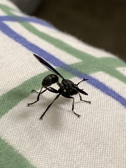 Physocephala floridana