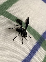 Physocephala floridana