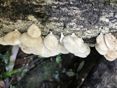 Favolus spatulatus