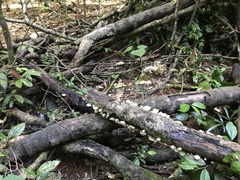 Favolus spatulatus