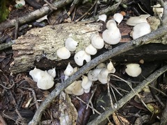 Favolus spatulatus