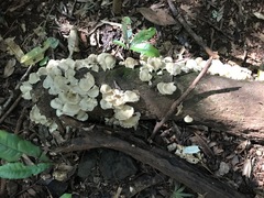 Favolus spatulatus