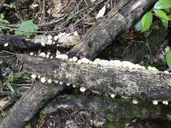 Favolus spatulatus