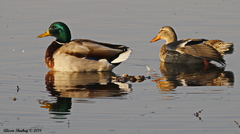 Anas platyrhynchos