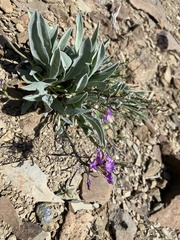 Phoenicaulis cheiranthoides