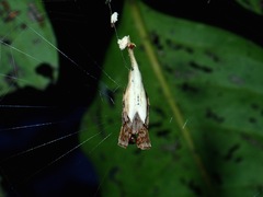 Arachnura melanura