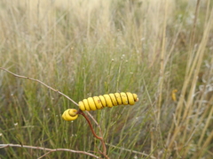 Prosopis strombulifera
