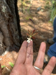 Prosthechea michuacana