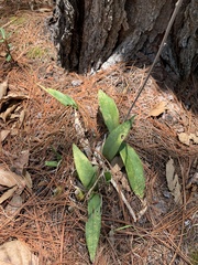 Prosthechea michuacana