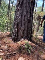 Prosthechea michuacana