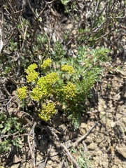 Lomatium multifidum