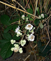 Rubus polyanthemus