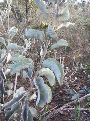 Chresta sphaerocephala
