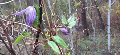Clematis occidentalis grosseserrata