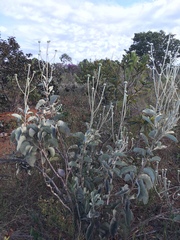 Chresta sphaerocephala