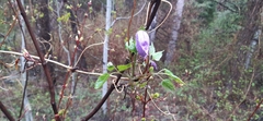 Clematis occidentalis grosseserrata