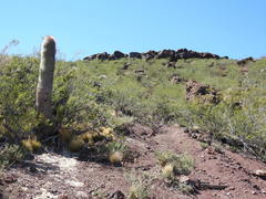 Trichocereeae
