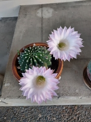 Echinopsis