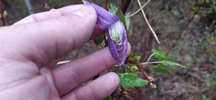 Clematis occidentalis grosseserrata