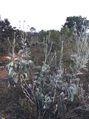 Chresta sphaerocephala