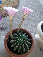 Echinopsis