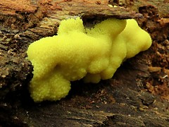 Stemonitis flavogenita