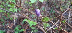 Clematis occidentalis grosseserrata