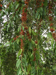 Phragmanthera