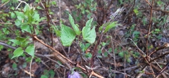 Clematis occidentalis grosseserrata