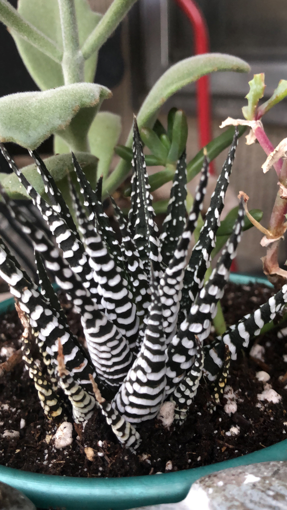 Zebra Haworthia