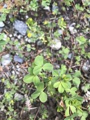 Trifolium dubium