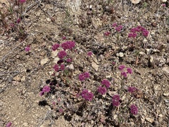 Chorizanthe douglasii
