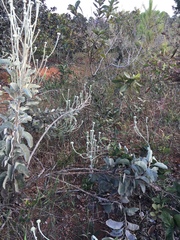 Chresta sphaerocephala