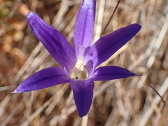 Brodiaea terrestris