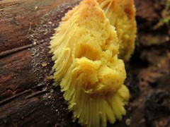 Stemonitis flavogenita