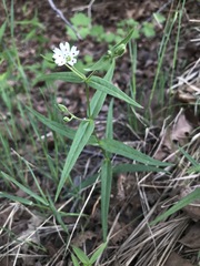 Pseudostellaria
