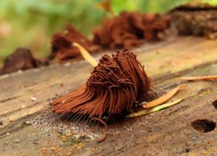 Stemonitis flavogenita