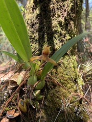 Maxillaria cucullata