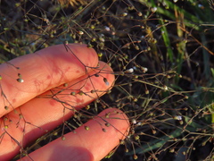 Hesperolinon micranthum