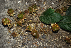 Rubus polyanthemus