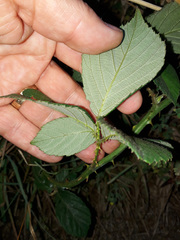 Rubus polyanthemus