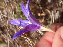 Brodiaea terrestris