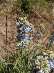 Frasera albicaulis columbiana