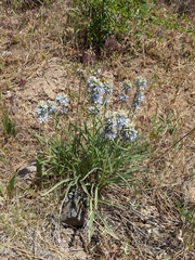 Frasera albicaulis columbiana